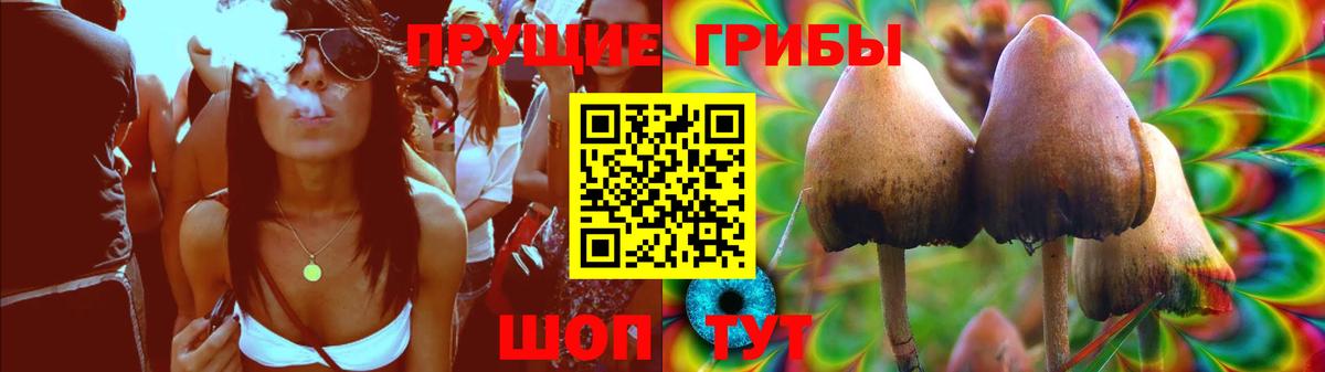 Сертолово  Псилоцибиновые грибы Psilocybe  Вход с VPN  Псилоцибиновые грибы GOLDEN TEACHER 